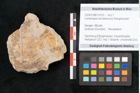 Foto (Objekt + Etikett) von Lomariopsis dunstanensis Ettingshausen (NHMW-GEO-2024-0188-10103)
